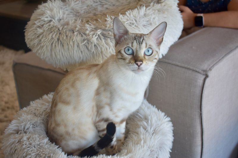 Cindy mit ihren blauen Augen auf dem Kratzbaum