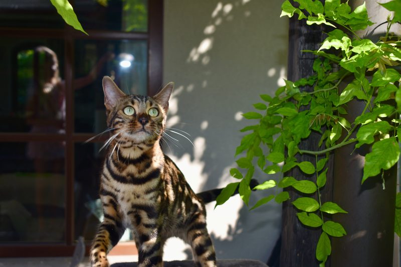 Cleo auf der Terrasse, mit großen Augen nach oben blickend