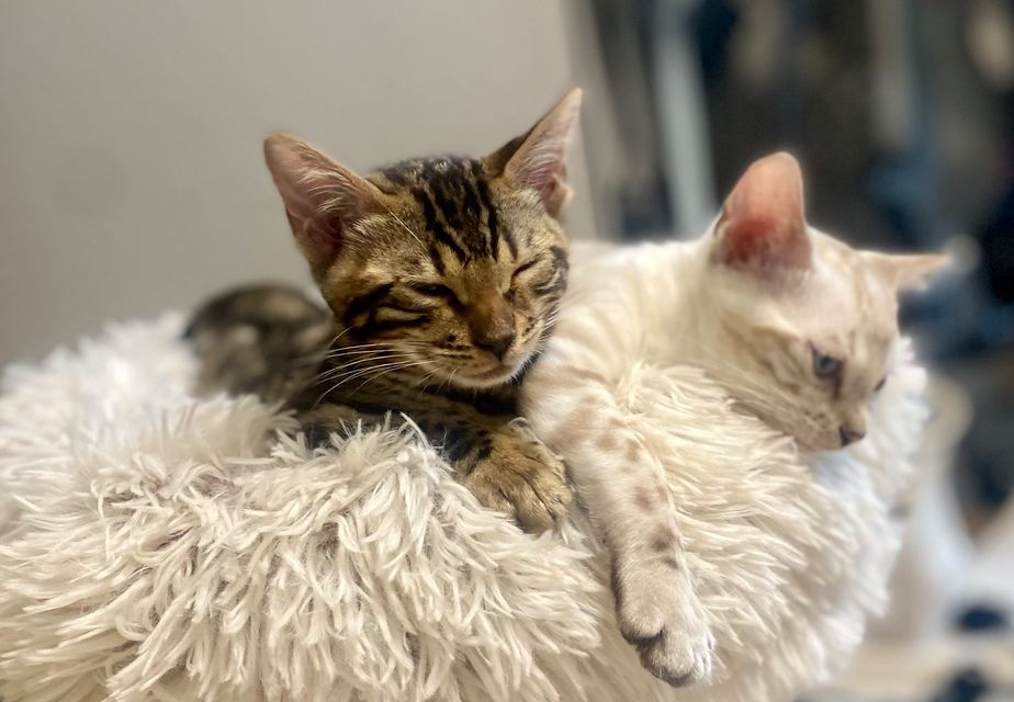 Cleo und Cindy als Kitten, eng aneinandergekuschelt