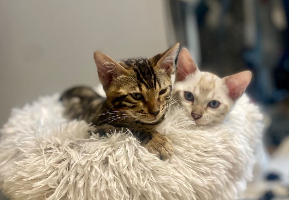 Cleo und Cindy als Kitten im Kuschelbett