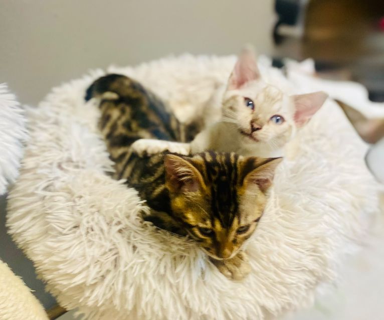 Cleo und Cindy als kleine Kitten
