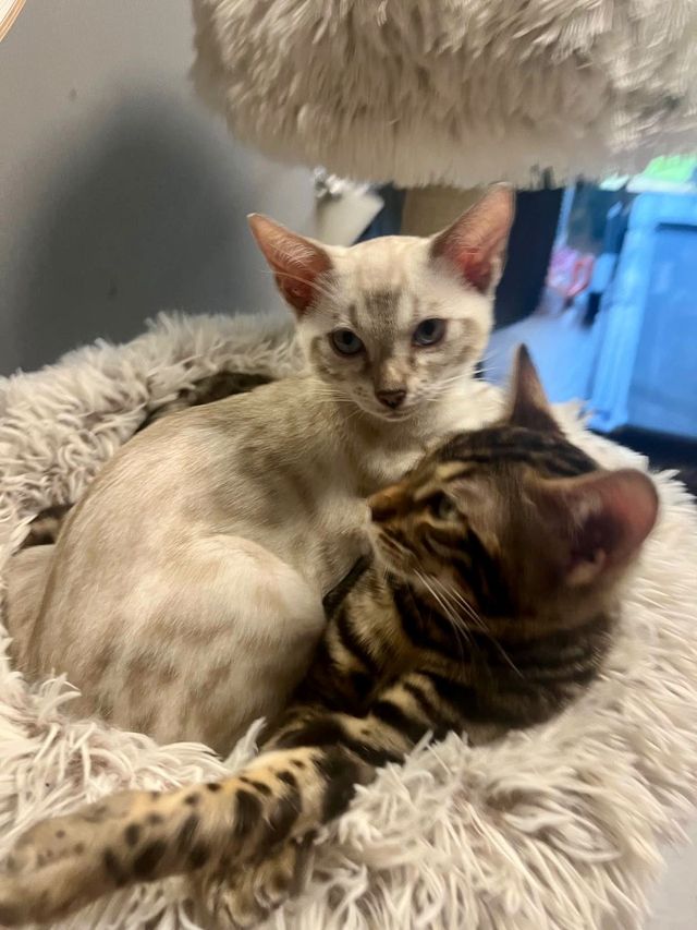 Cindy und Cleo als Kitten am Kratzbaum