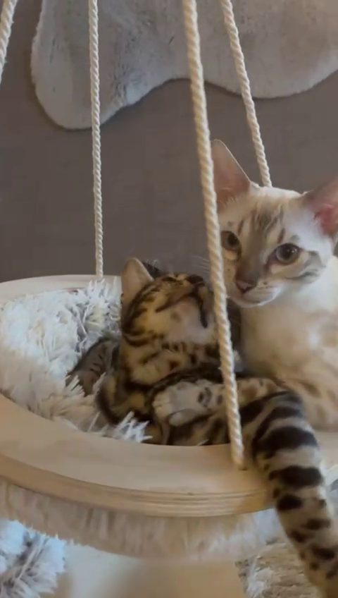 Video: Cleo und Cindy in der Hängeschaukel