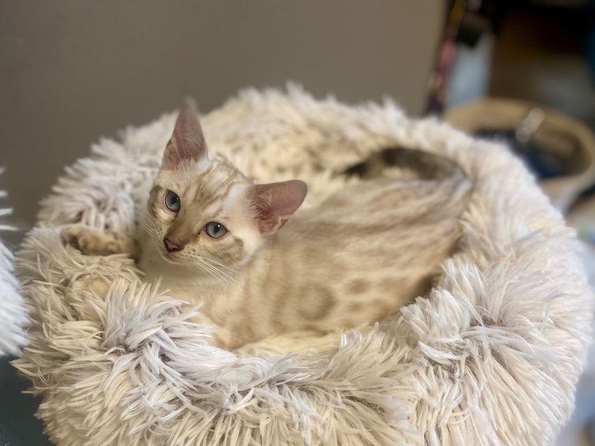 Cindy als Kitten im Kuschelbett