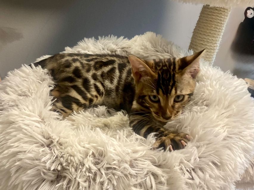 Cleo als Kitten im Kuschelbett