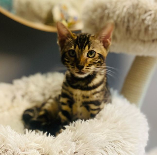 Cleo als Kitten am Kratzbaum