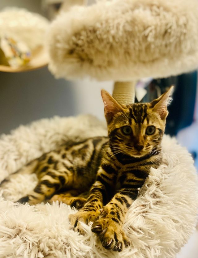 Cleo als Kitten im Kuschelbett am Kratzbaum