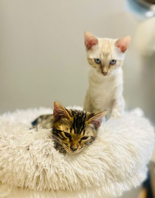 Cindy und Cleo als Kitten am Kratzbaum