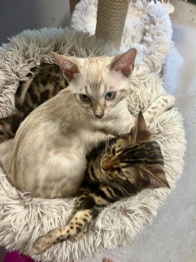 Cindy und Cleo im Kuschelbett