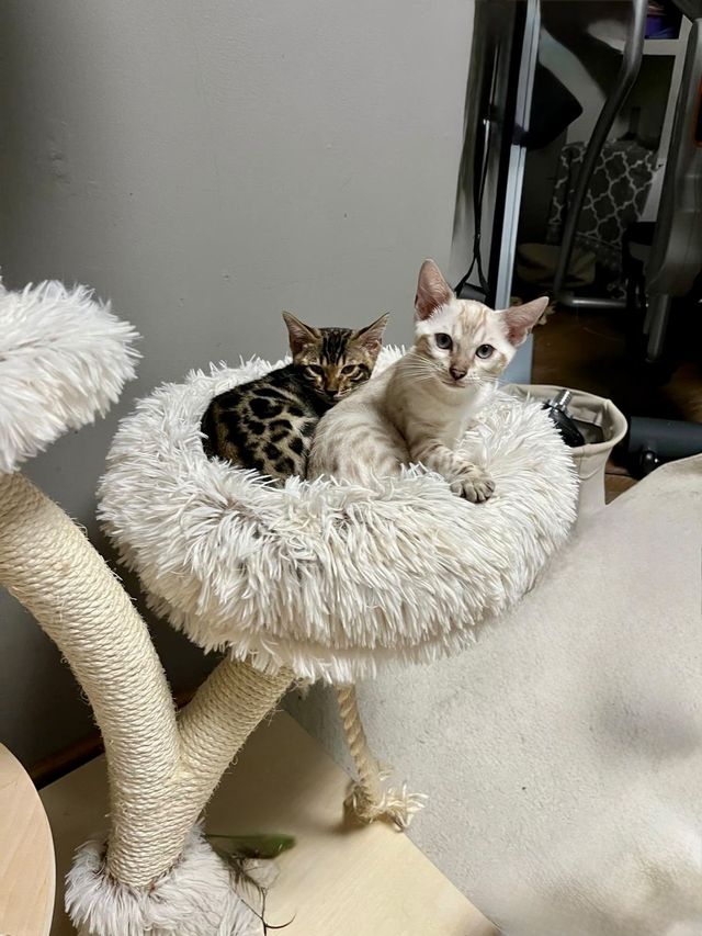 Cleo und Cindy im Kuschelbett am Kratzbaum