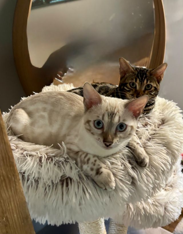 Cindy und Cleo auf dem Kratzbaum