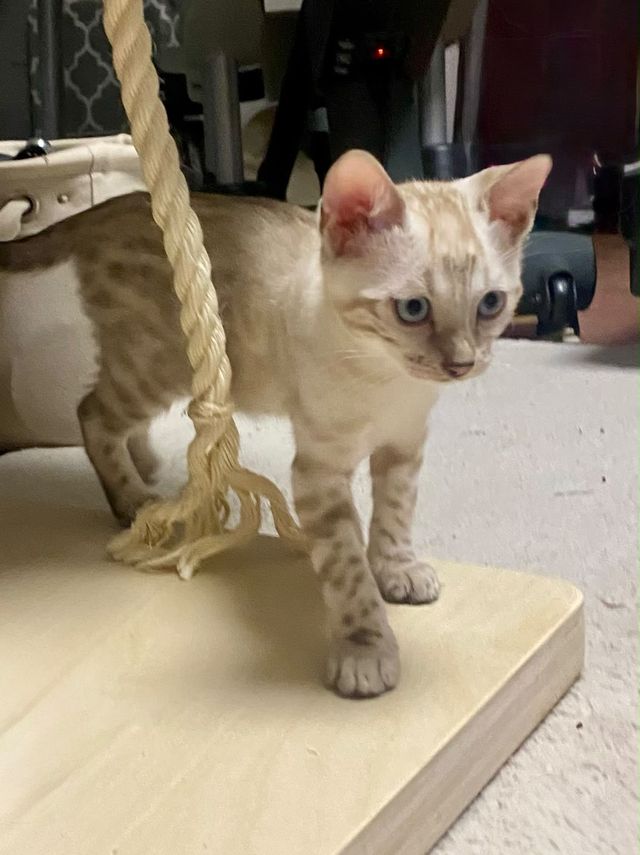 Cindy als Kitten am Kratzbaum