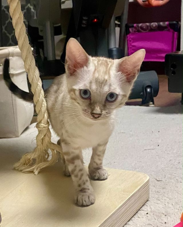 Cindy als Kitten am Kratzbaum