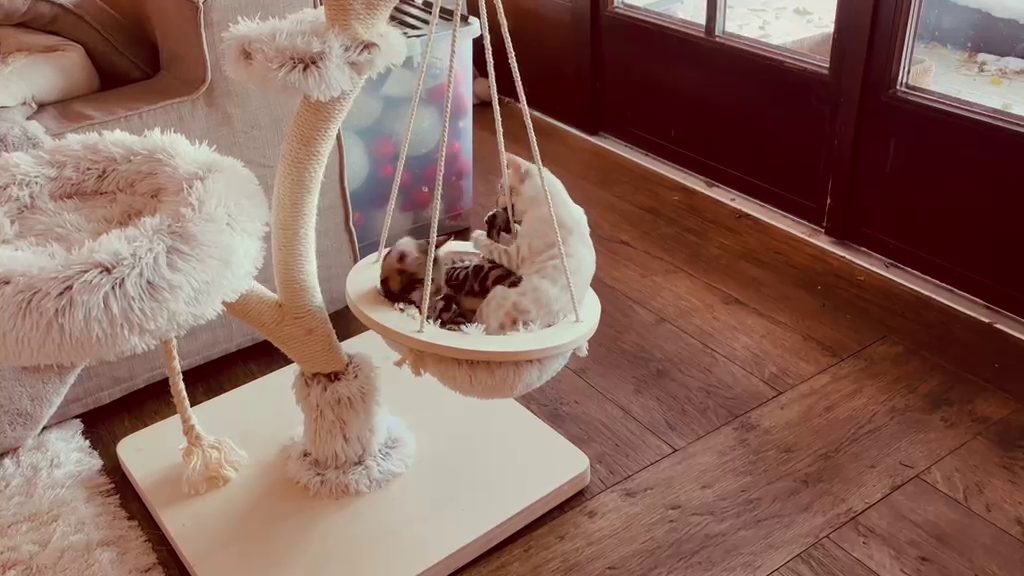 Video: Cleo und Cindy erobern den Kratzbaum