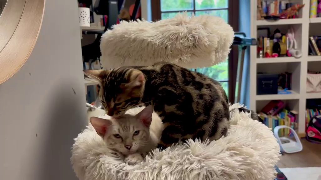 Video: Cleo und Cindy kuscheln im Katzenbett