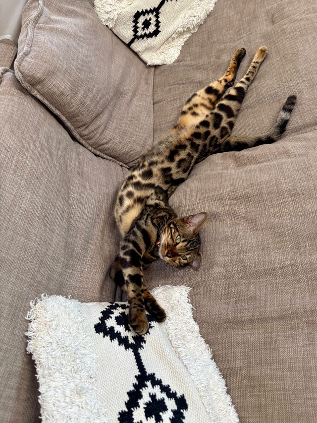 Cleo ausgestreckt auf dem Sofa
