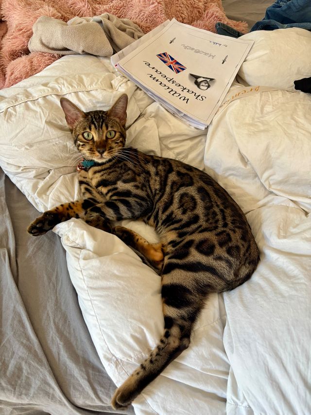Cleo auf dem Bett neben dem Lesestoff