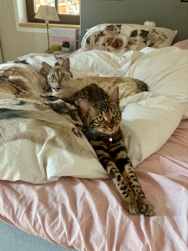Cleo und Cindy auf dem Bett