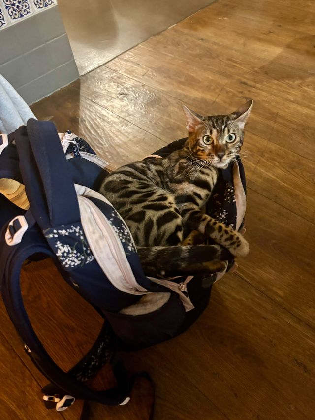 Cleo hat sich in den Rucksack gelegt