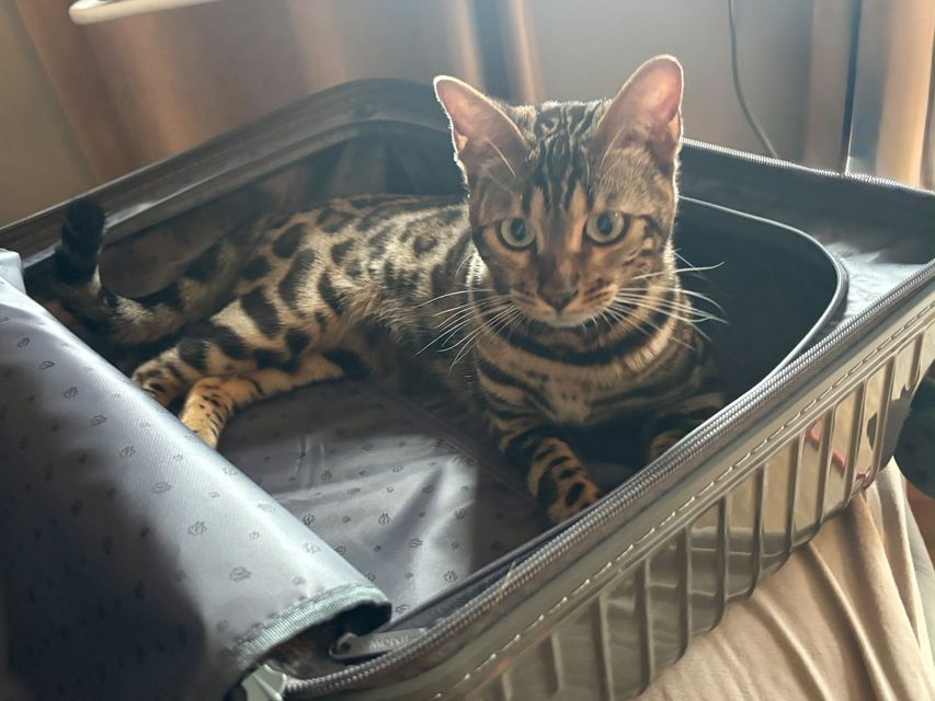 Cleo im Koffer
