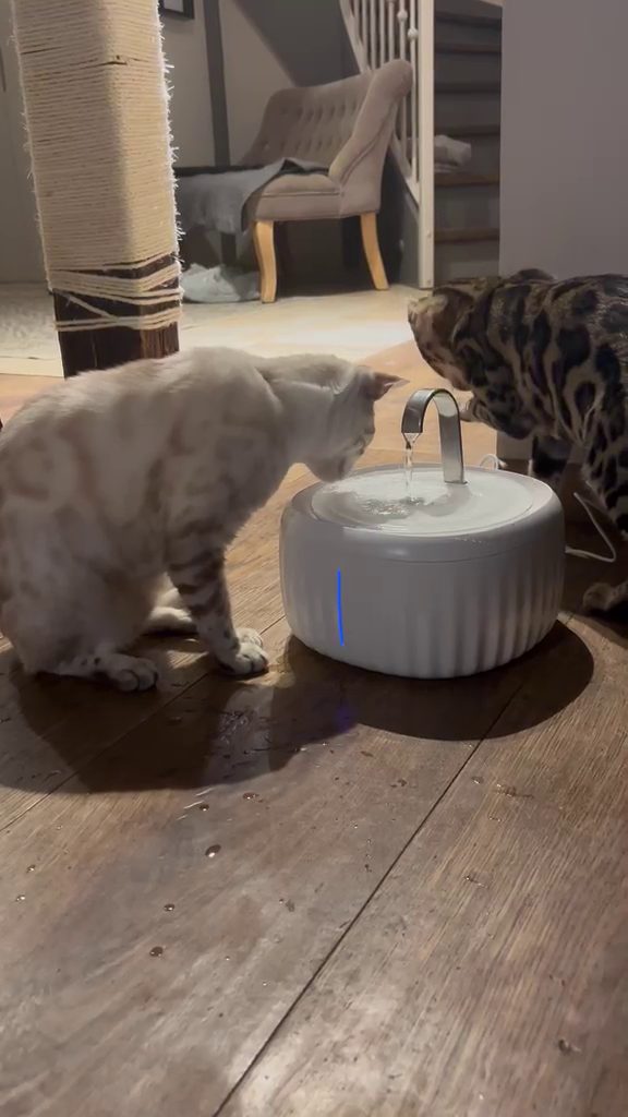 Video: Cleo und Cindy am Trinkbrunnen