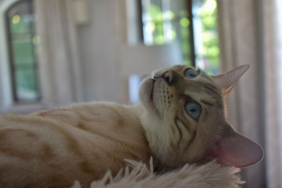 Cindy schaut aus dem Fenster
