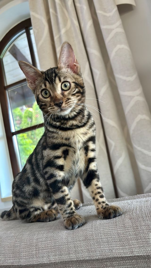 Cleo sitzt am Fenster