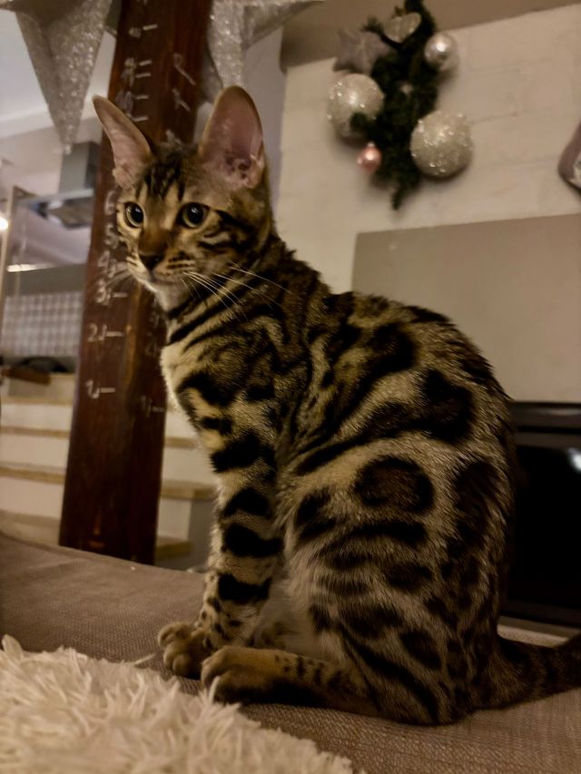 Cleo im Wohnzimmer