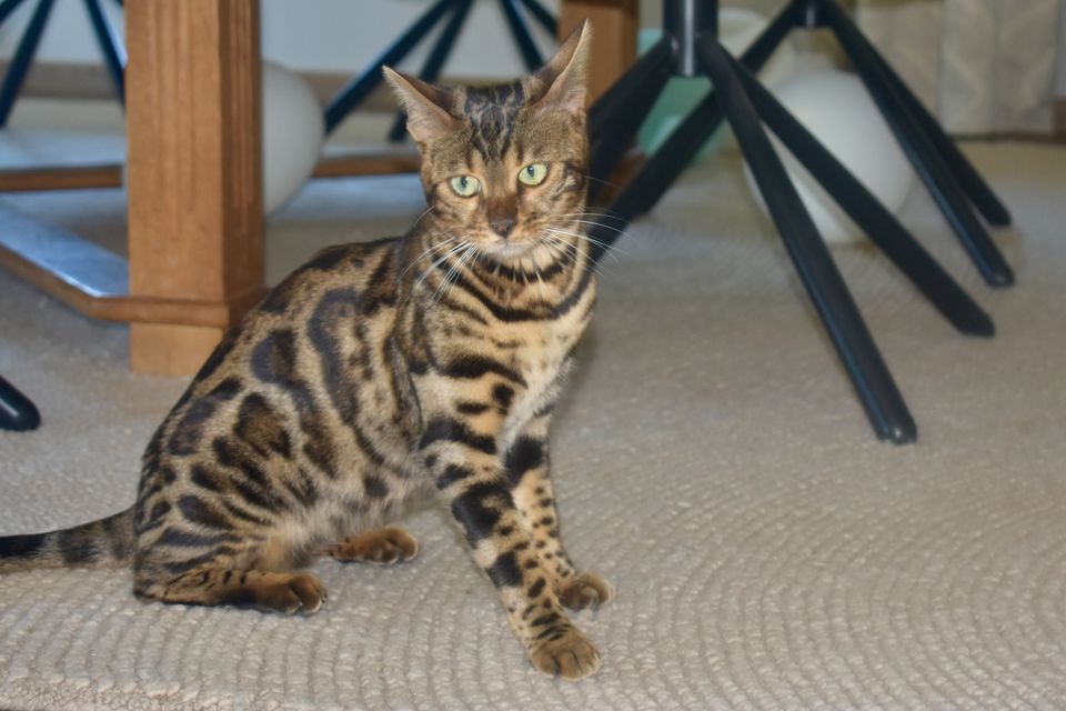 Cleo sitzt im Wohnzimmer