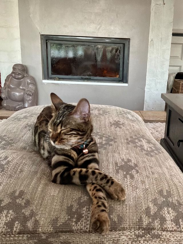 Cleo auf dem Kissen vor dem Kamin