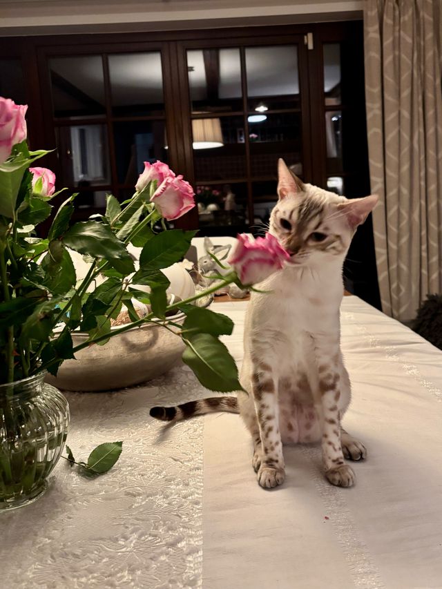 Cindy schnuppert an Rosen