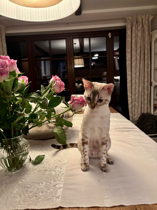 Cindy bei den Rosen