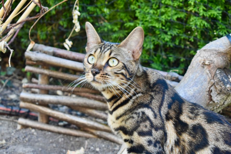 Cleo im Garten