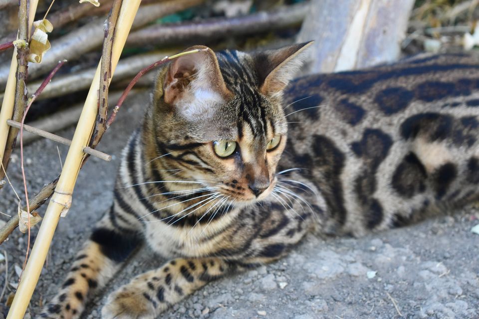 Cleo im Garten – Fellzeichnung