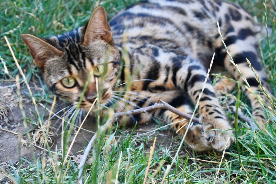 Cleo im hohen Gras