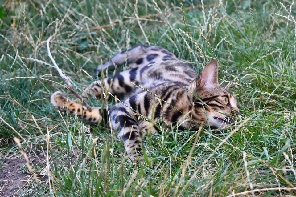 Cleo schleicht durchs Gras