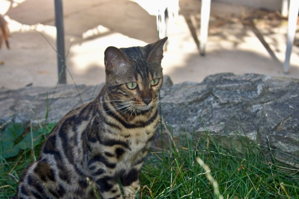Cleo sitzt im Garten