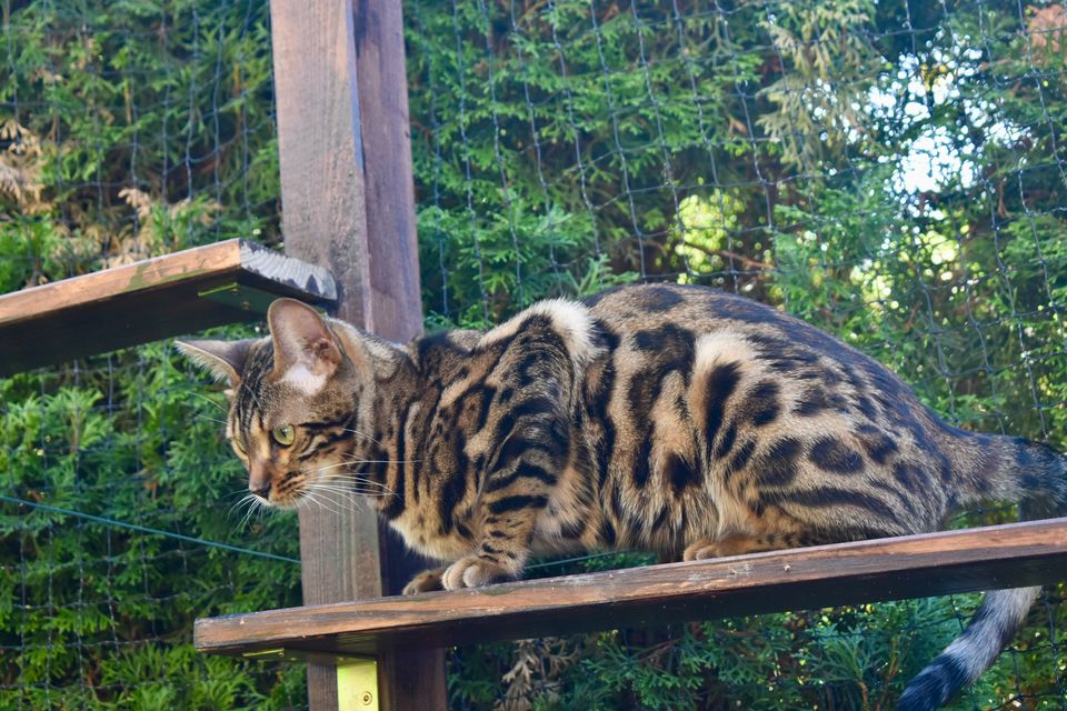 Cleo im Katzengehege