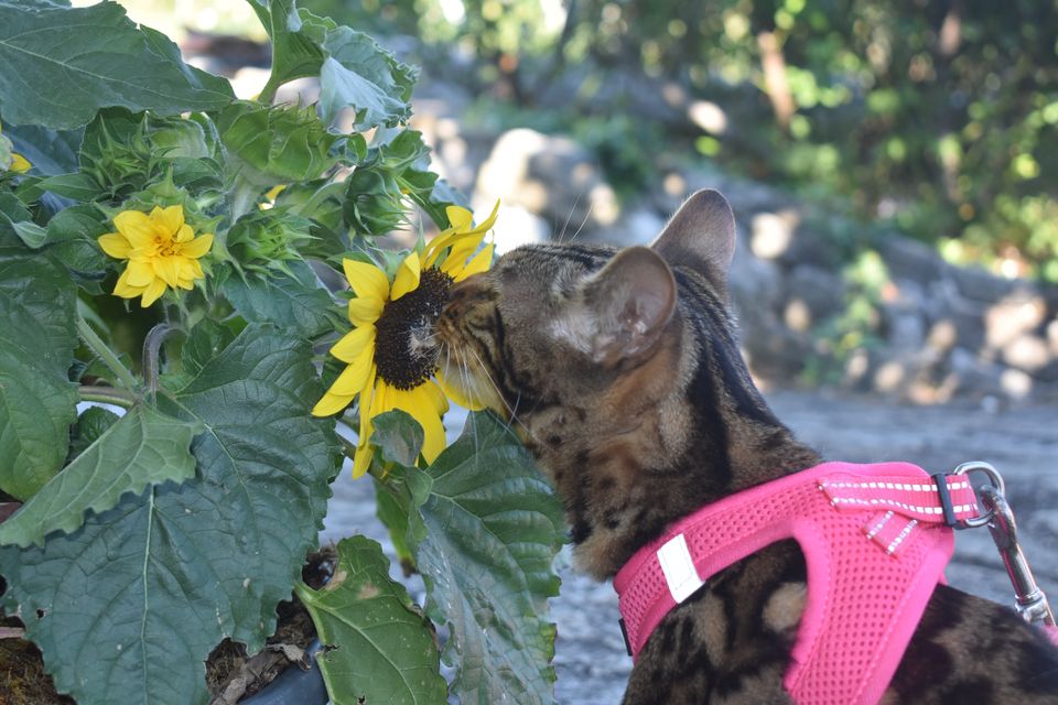 Cleo mit Geschirr bei den Sonnenblumen