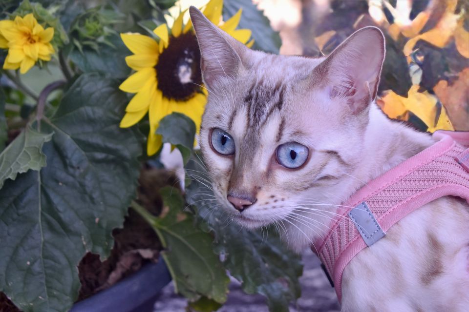 Cindy bei den Sonnenblumen