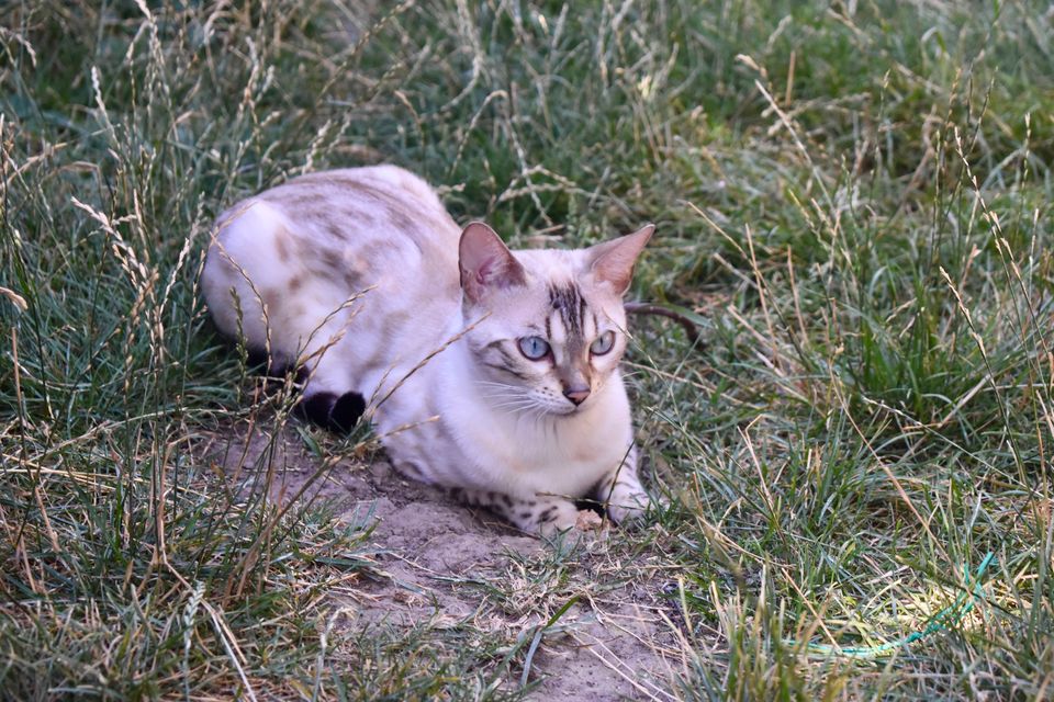 Cindy im Gras