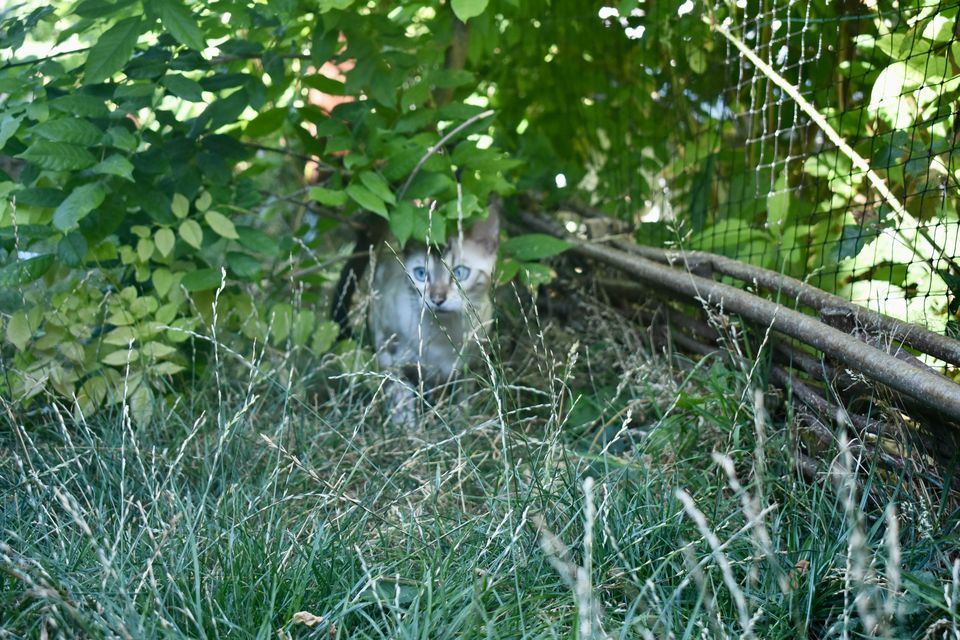 Cindy versteckt sich im Garten