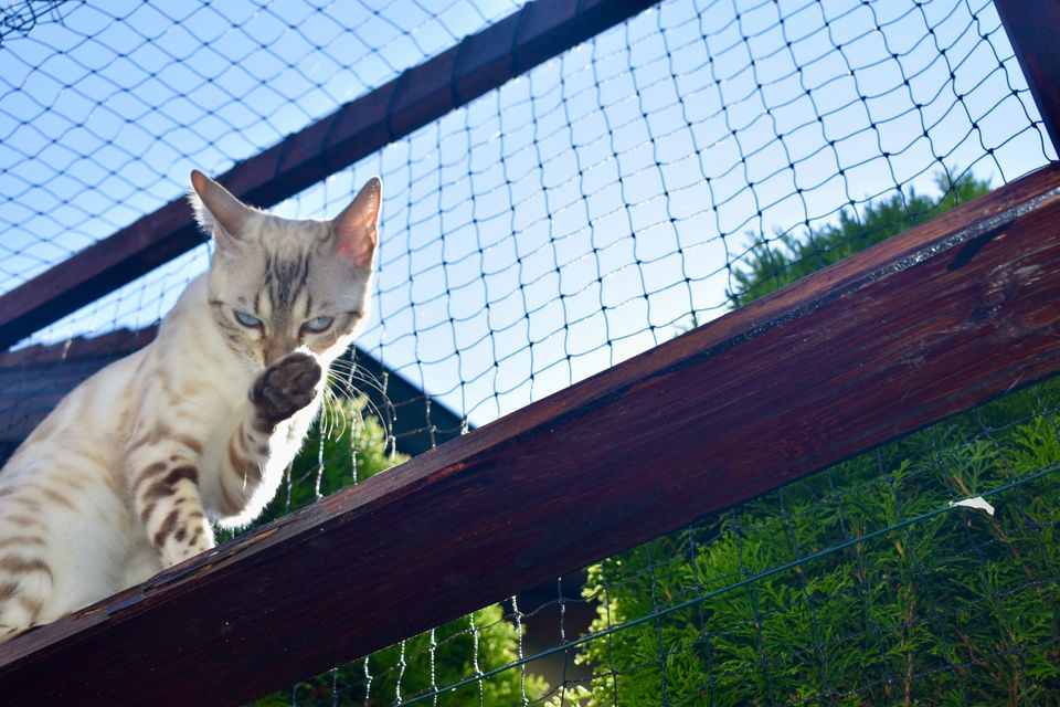 Cindy im Katzengehege