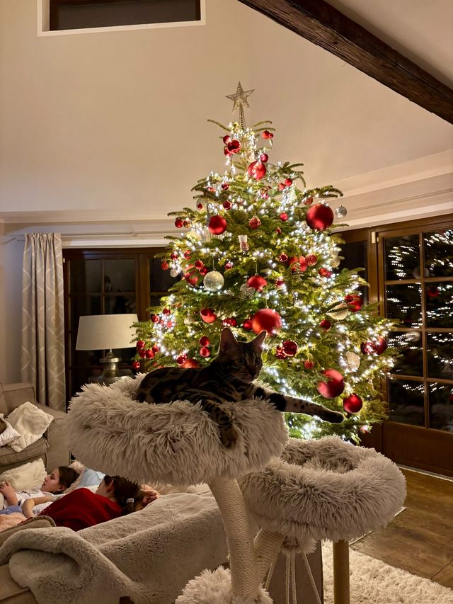 Cleo unter dem Christbaum