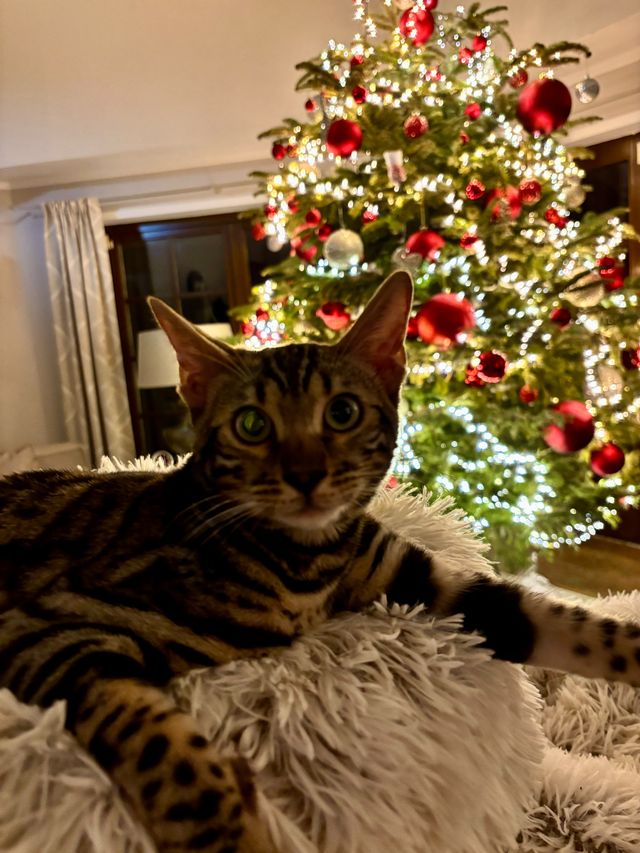 Cleo vor dem Christbaum