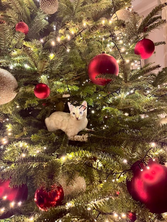 Cindy im Christbaum