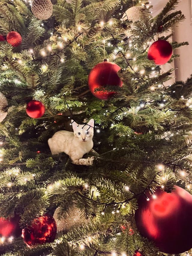 Cindy im Christbaum