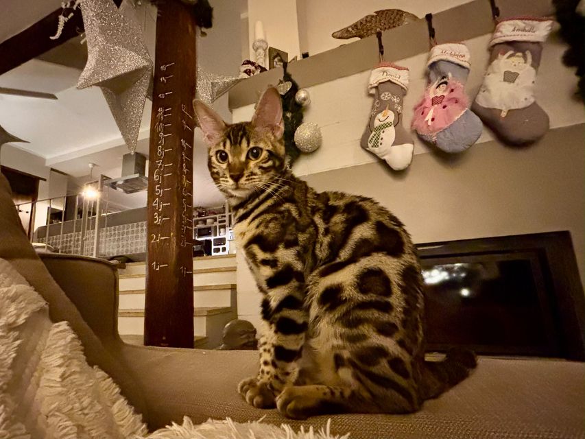 Cleo in der Weihnachtszeit