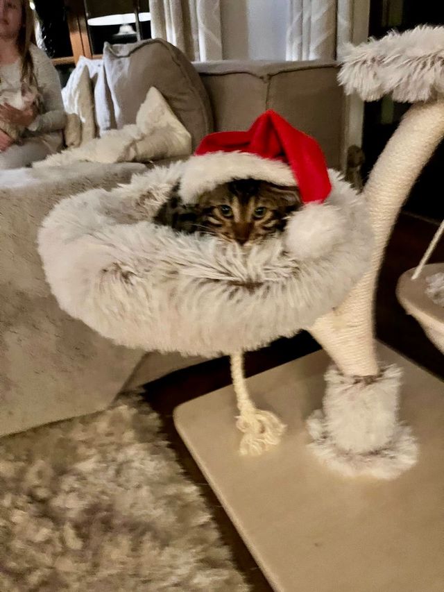 Cleo mit Weihnachtsmütze