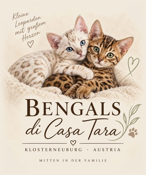 Bengals di Casa Tara – Bengalkatzen-Zucht in Klosterneuburg bei Wien